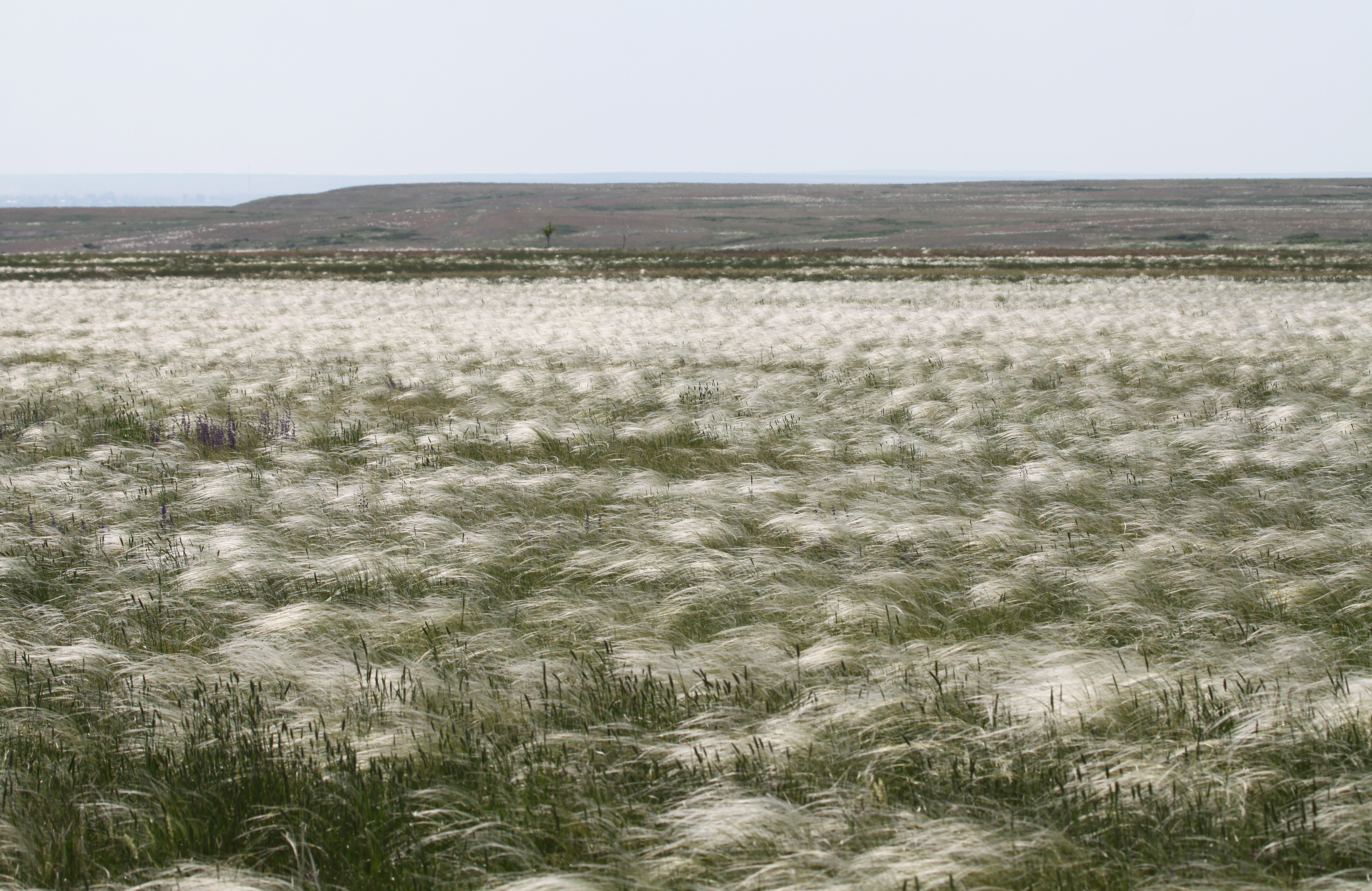 Впр дальше идут степные места удивительный. Один день в степи. Растительный мир Оренбургской области подготовительная группа.